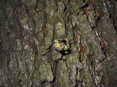 Platypleura kaempferi