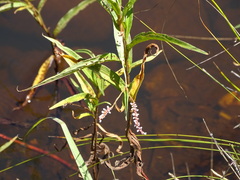 Persicaria madagascariensis