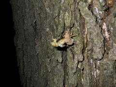 Platypleura kaempferi