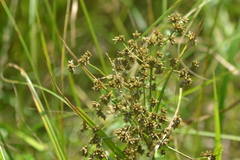 Scirpus expansus