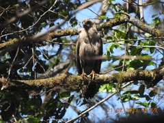 Spilornis cheela