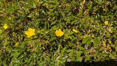 Ludwigia peploides montevidensis