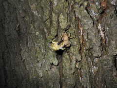 Platypleura kaempferi