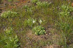 Primula clevelandii
