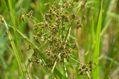 Scirpus expansus