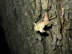 Platypleura kaempferi