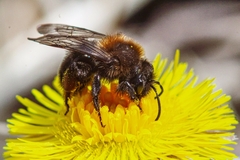 Andrena