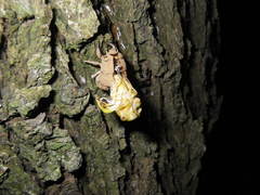 Platypleura kaempferi