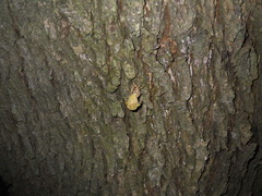 Platypleura kaempferi