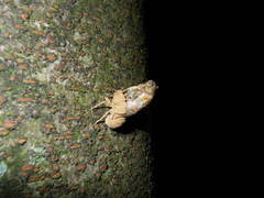 Platypleura kaempferi