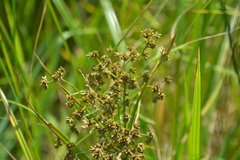 Scirpus expansus