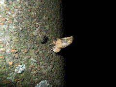 Platypleura kaempferi