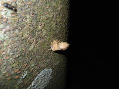 Platypleura kaempferi