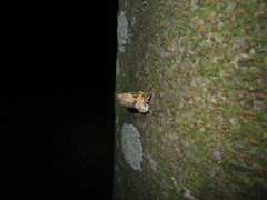 Platypleura kaempferi