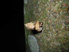 Platypleura kaempferi