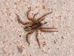 Allocosa