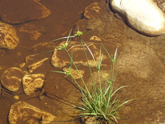 Cyperus polystachyos polystachyos