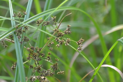Scirpus expansus