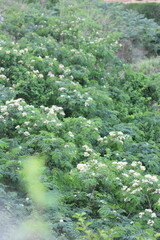 Albizia kalkora