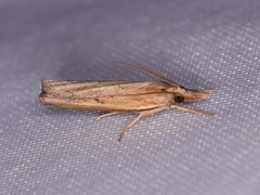 Fissicrambus quadrinotellus