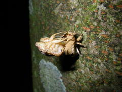 Platypleura kaempferi