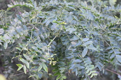 Gleditsia sinensis