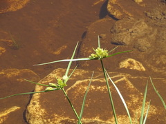 Cyperus polystachyos polystachyos