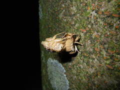 Platypleura kaempferi