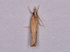 Fissicrambus quadrinotellus