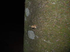 Platypleura kaempferi