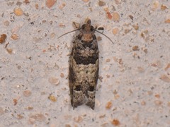 Pseudexentera knudsoni