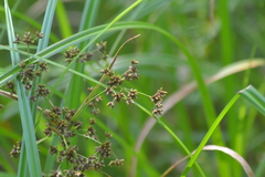 Scirpus expansus