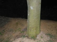 Platypleura kaempferi