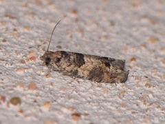 Pseudexentera knudsoni