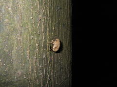 Platypleura kaempferi