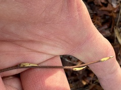 Amelanchier arborea