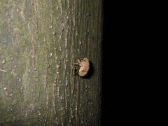 Platypleura kaempferi