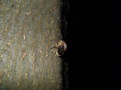 Platypleura kaempferi