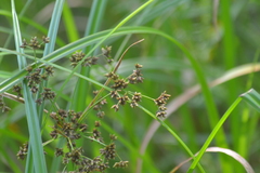 Scirpus expansus