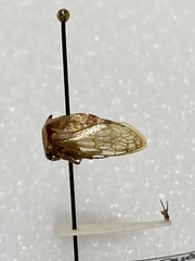 Stictocephala albescens