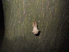 Platypleura kaempferi