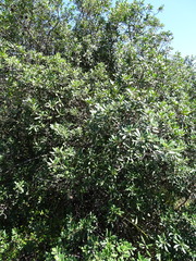 Diospyros dichrophylla