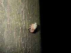 Platypleura kaempferi