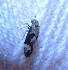 Myopsocidae