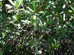 Diospyros dichrophylla