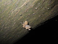 Platypleura kaempferi