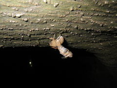 Platypleura kaempferi