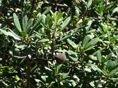 Diospyros dichrophylla