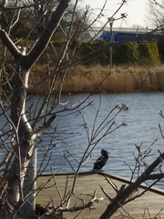Phalacrocorax