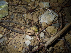 Platypleura kaempferi